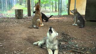 See and Hear Four Gray Wolf Puppies Howling [upl. by Weslee]