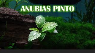 GETTING THE RAREST ANUBIAS PLANT  ANUBIAS PINTO [upl. by Adlez]