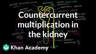 Countercurrent multiplication in the kidney  Renal system physiology  NCLEXRN  Khan Academy [upl. by Peyton935]