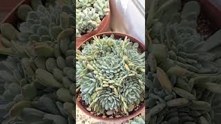 echeveria elegans succulent plants [upl. by Wilton]