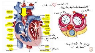 Le système cardiovasculaire [upl. by Verena]