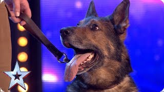 Heroic police dog Finn moves the Judges to tears  Auditions  BGT 2019 [upl. by Zeiger]