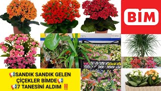 📢BİMDE ÇİÇEK AKINI VAR📢YEDİ TANESİNİ ALDIM‼️KALANŞO ÇİÇEĞİ NASIL YETİŞTİRİLIR❓MarginataDeve Tabanı [upl. by Cantone344]