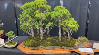 Sydney Bonsai Society Exhibition Late Winter 2023 [upl. by Nniuqal]