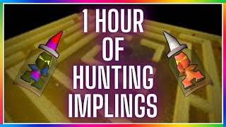 OSRS  Hunting Implings In Puro Puro  Testing OSRS Wiki Money Making Methods [upl. by Medrek51]