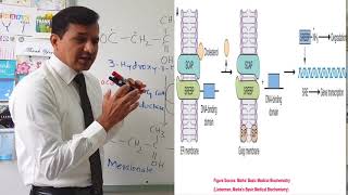 Cholesterol Synthesis Regulation [upl. by Krutz73]