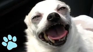 Funniest Chihuahuas Ever  Try Not to Laugh Challenge [upl. by Aires158]