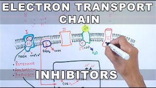 Inhibitors of Electron Transport Chain [upl. by Dowski]