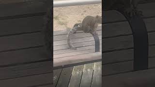 Squirreling around on the Atlantic City Boardwalk [upl. by Ahtar]