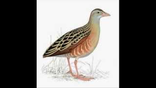 The Corncrake by Kentigern [upl. by Kaleena]