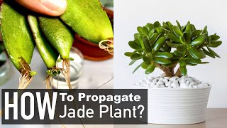 Jade Plant Propagation from Cuttings Crassula Ovata [upl. by Ztnahc]