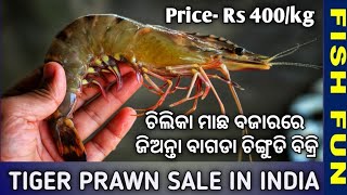 Live tiger prawn sale in balugaon Chilika fish market freshly harvested live shrimp sale chilika [upl. by Arsuy]