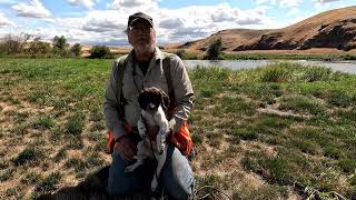 10 Week Old Springer Spaniel Short Lead Retrieving on Live Birds [upl. by Hcirdla]