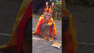 Monkey King Tries Mango for the First Time – Hilarious Reaction  🐒🍌 shorts monkey monkeyking 🐒🍌 [upl. by Chemash]