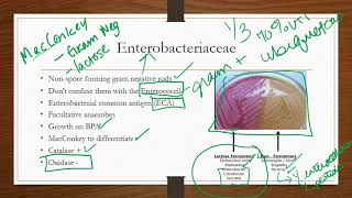 Enterobacteriaceae [upl. by Cj865]