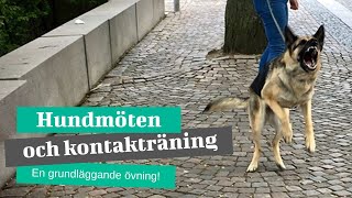 Hundmöten och kontaktträning [upl. by Eimmot]