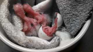 Parrotlet Chick Hatching From Egg [upl. by Allanson640]