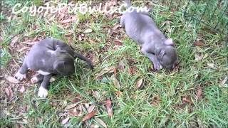 Coyote Pit Bulls Razors Edge Puppies Playing [upl. by Yentruocal988]