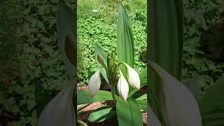 ðŸ’šðŸ˜ðŸ‘‘Crinum latifoliumshortsfeed NatureLoverðŸ’š plants [upl. by Lolande]