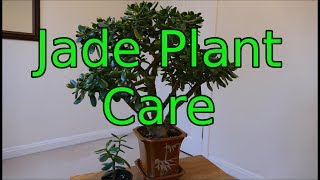 Jade Plant Care Crassula ovata [upl. by Denae546]