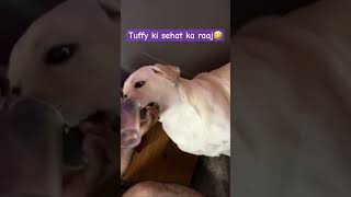 tuffyhealthylifestyleyoutubeshortsdogloverlabradortuffyTuffyTheGr8 [upl. by So]