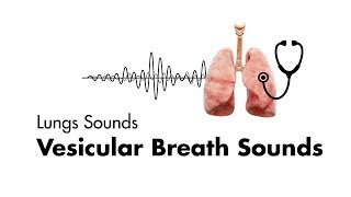 Vesicular Breath Sounds  Normal Lung Sounds  MEDZCOOL [upl. by Ssenav]