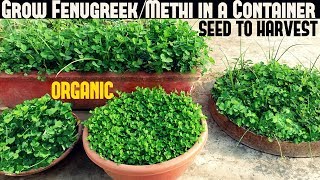 How To Grow FenugreekMethi in a Container  WITH FULL UPDATES [upl. by Lyn813]