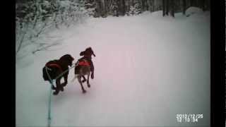 skijoring with 2 dogs in sweden [upl. by Aknaib]