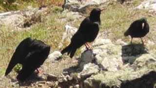 Choughs at Cape Cornwall  Chough [upl. by Effie]