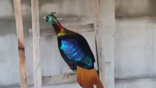 himalayan monal pheasant calling [upl. by Tiersten]