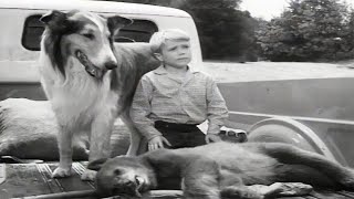 Lassie  The Archers  Full Episodes  Cartoons For Kids  Kids Movies [upl. by Eerihs]