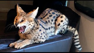 Are Serval Cats Mean [upl. by Crowns913]