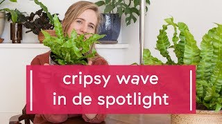 Zo verzorg je de Asplenium Crispy Wave [upl. by Edialeda]