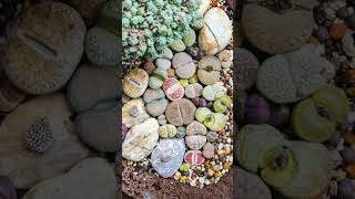 Pebble Plants Living Stones Genus Lithops  Observed in Description [upl. by Fotzsyzrk]