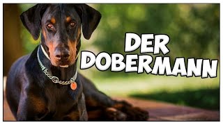 Der DOBERMANN im Rasseportrait 7 JulisTierwelt  doberman [upl. by Ainahtan848]