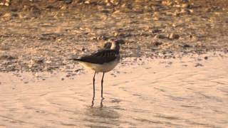 Greenshank Calling [upl. by Kannry]