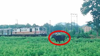 A Cow🐄 Became Afraid When WAP7 LOCOMOTIVE arrive Horn BlowHatia Exp  South Bihar Exp skip [upl. by Latona]