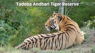 Tadoba Andhari Tiger Reserve Navegaon Gate  TATR  Wildlife sightings in 4K [upl. by Necaj]