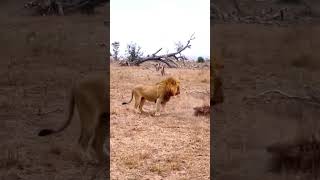 Brutal Lion attacks Hyena at Serengeti National Park shorts [upl. by Dustman304]