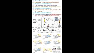 Steps of Bacterial Gram Staining geneticteacher [upl. by Seaddon]