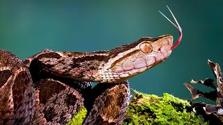 Fer de Lance snake Bothrops Asper [upl. by Zipah]