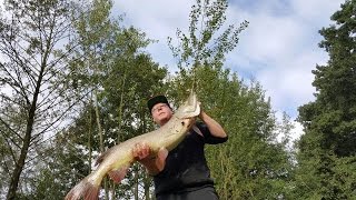 Raubfische im Herbst  119 m  Meterhecht  Livebiss  Big Pike  Esox [upl. by Lleuqram31]