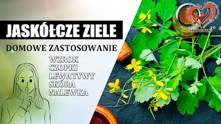 Jaskółcze Ziele  Glistnik  Chelidonium Majus  Domowe Zastosowanie Aleksander Haretski [upl. by Sundin]