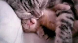 Cat mom hugs baby kitten [upl. by Etienne]