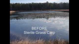 Sterile Grass Carp at Southland Fisheries [upl. by Manville]