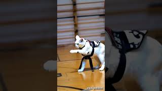 Karate Cat Fighting Training wcg24 [upl. by Sorenson]