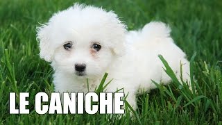 Le Caniche [upl. by Ynner]