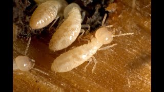 Expert Termite Control Lavallette NJ 7325043758 Ozanecom [upl. by Hildy]