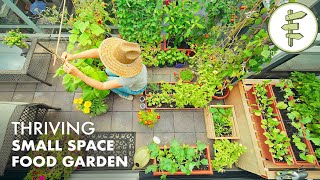 Growing TONS of FOOD in a Super Small Garden – Balcony Container Garden Tour [upl. by Ellehcirt]