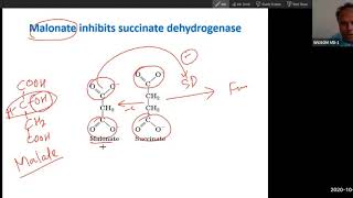 Krebs cycle inhibitors Arsinate poisoning fluoroacetate Malonate and PDH deficiency USMLE step 1 [upl. by Alabaster]